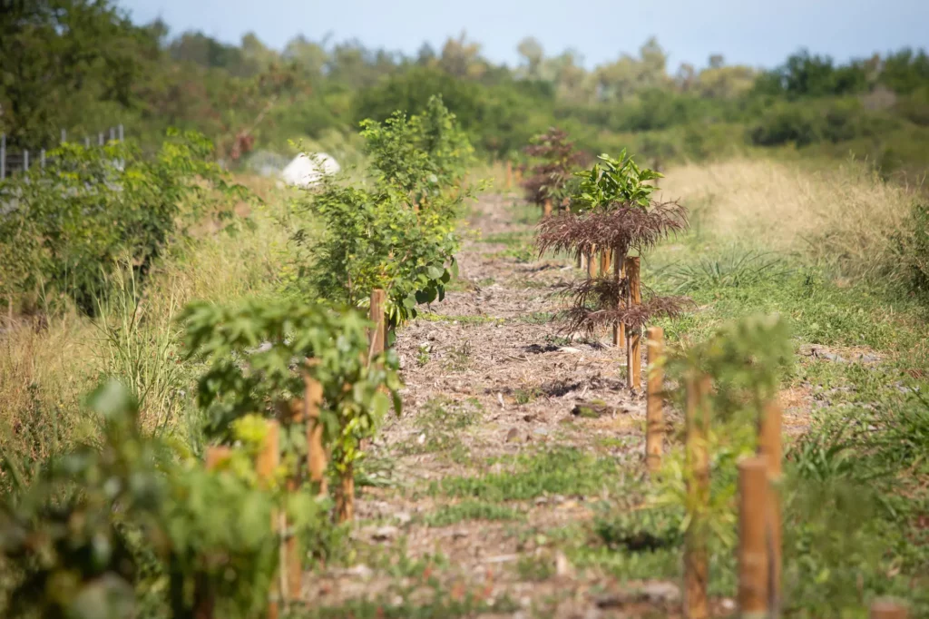 Plantation d'espèces indigènes sur réaménagement de carrière